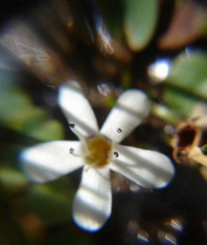 Limosella vesiculosa flower